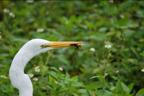 egret with anole