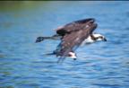 osprey with fish