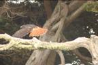 redtail tree flight