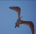 whimbrel flight