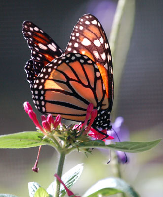 ButterflyGlow
