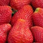 WStrawberriesTile6
