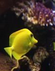 YellowFish